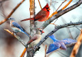 Eastern Bluebirds and Northern Cardinals