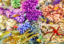 Underwater World with Corals and Tropical Fish