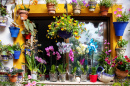 Patio Window in Córdoba, Spain