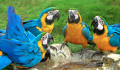 Macaw Parrots