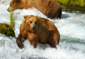 Fishing for Salmon, Brooks Falls, Alaska