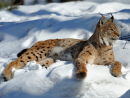 Lynx in the Snow