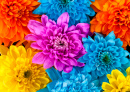 Colorful Chrysanthemum Flowers