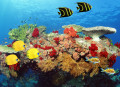 Coral Reef and Tropical Fish