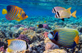 Tropical Fish in the Red Sea, Egypt