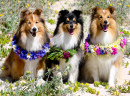 Shetland Sheepdogs