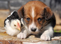 Puppy with a Little Chicken