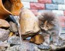 Kitty near a Garden Waterfall