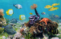 Underwater Panorama