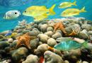 Coral Reef in the Caribbean Sea