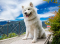 Samoyed Dog in Lugano, Switzerland