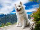 Samoyed Dog in Lugano, Switzerland