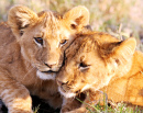 Lion Cubs