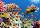 Tropical Fish on a Coral Reef