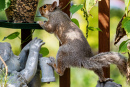 Squirrel in the Garden