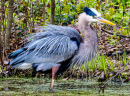 Blue Heron Hunting in the Marsh