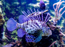 Lionfish