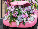 Pink Car with Flowers in the Hood