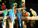 Beautiful Macaws on the Tree