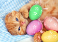 Cute Kitten with Colored Eggs