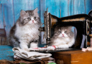 Tabby Kittens and a Sewing Machine