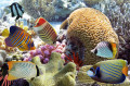 Tropical Fish and Coral Reef