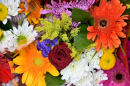 Colorful Flowers
