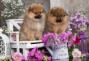 Pomeranian Spitz Puppies