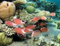 Crown Squirrelfish School