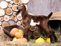 Nubian Goat Kid