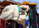 Camel Face, Nubia, Egypt