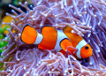 Clownfish and Sea Anemone