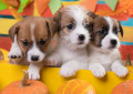 Jack Russell Terrier Puppies