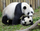 Giant Pandas, China