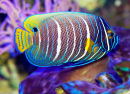 Blueface Angelfish