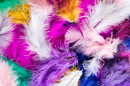 Colorful Feathers