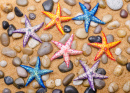 Sea Stars