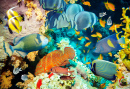 Tropical Fish and Coral Reef