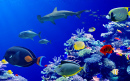 Beautiful Coral Reef with Tropical Fish