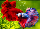 Multi-Color Siamese Fighting Fish