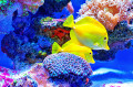 Yellow Tang Tropical Fish