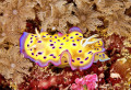 Goniobranchus Kuniei, Solomon Islands