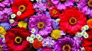 Various Red and Purple Garden Flowers