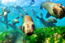 Southern Sea Lions in Shallow Water