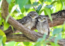 Two Lovely Owls