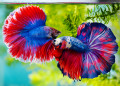 Siamese Fighting Fish