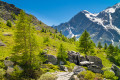 Pines and Stones, Alps in Italy