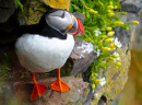 Atlantic Puffin on the Rock