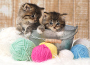 Adorable Kittens with Balls of Yarn