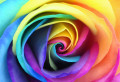 Rainbow Rose Flower Petals